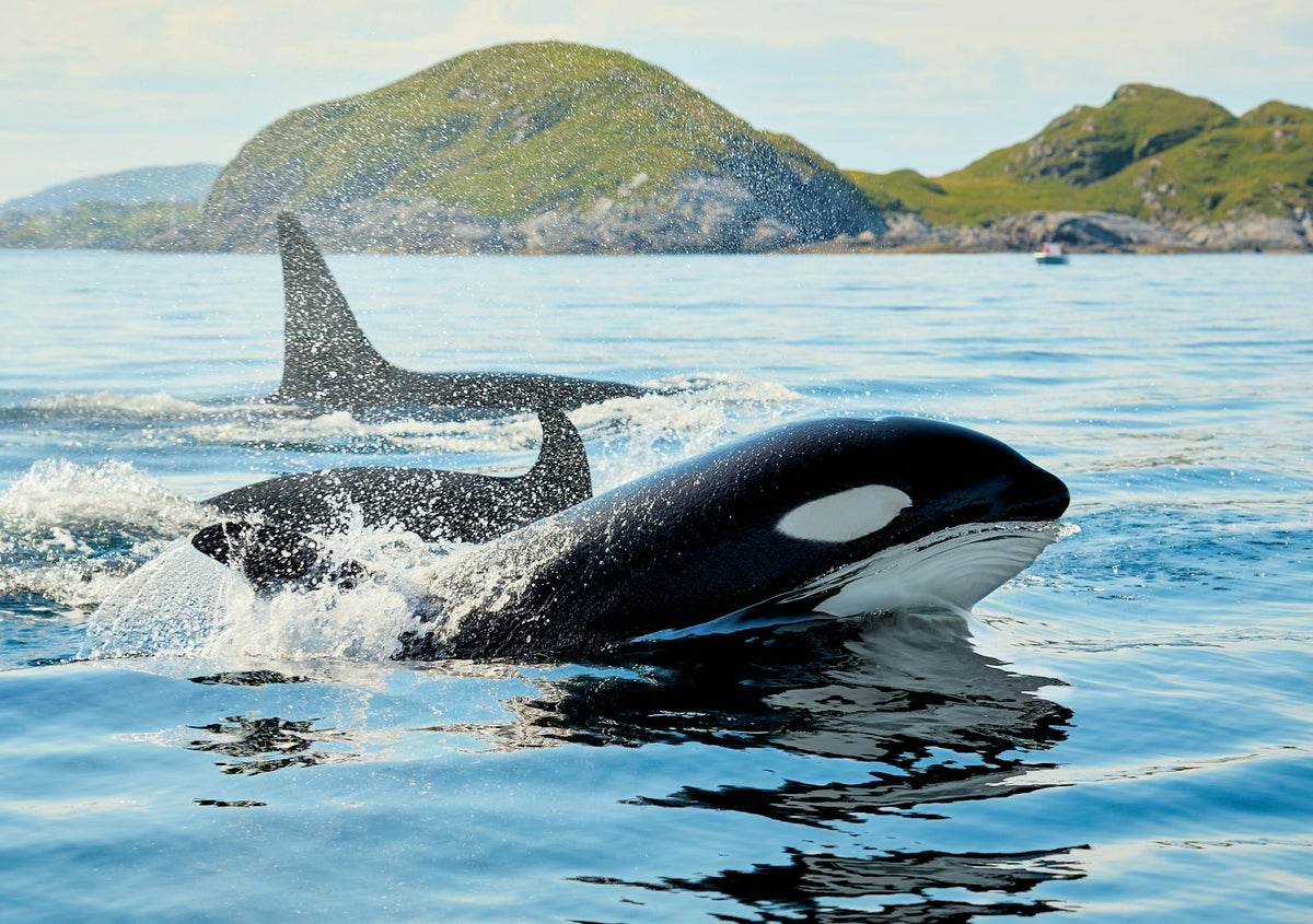 Orcas surfacing close to the coast of Arctic Norway